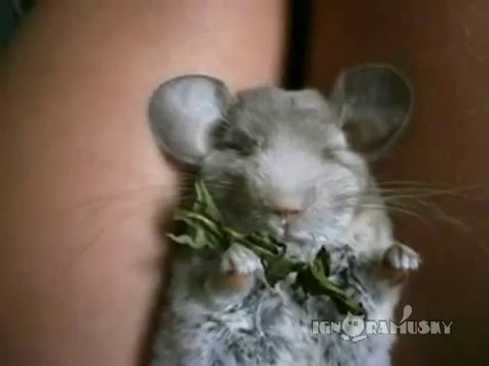 Chinchilla isst und schläft gleichzeitig