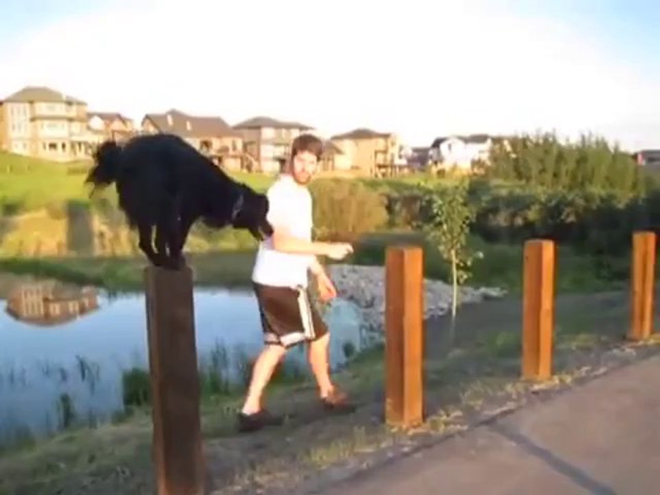 Cleverer Hund mit tollen Parkour-Fähigkeiten