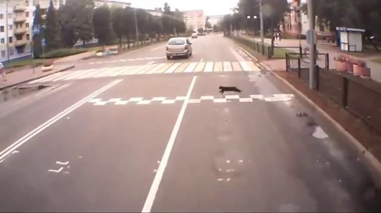 Da waren's nur noch 8 Leben