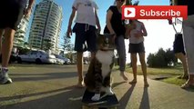Das aufregende Leben der Skateboard-Katze
