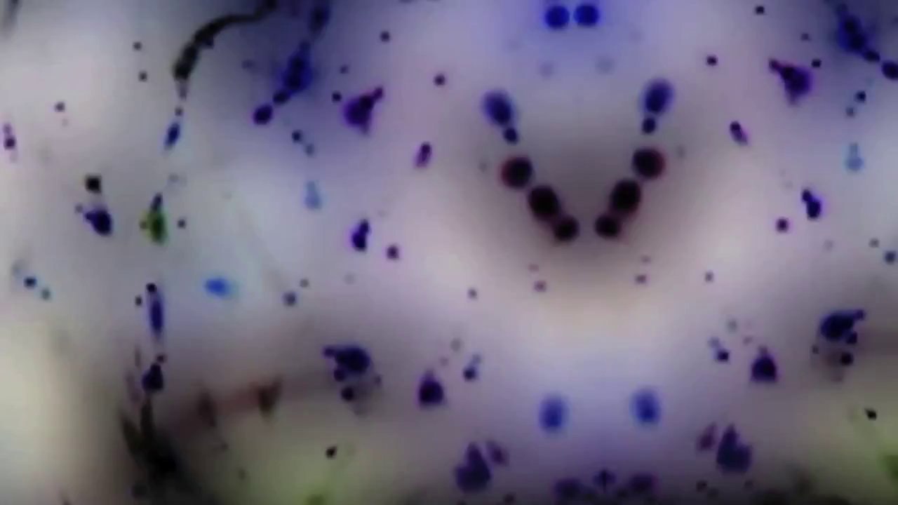 Plombja - Winner  /Full Film/Ganzer Film/Complete Movie