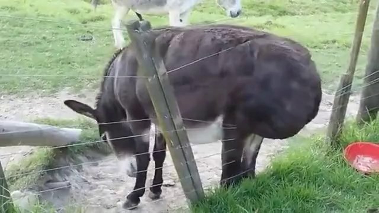 Dem Esel juckt der Hintern