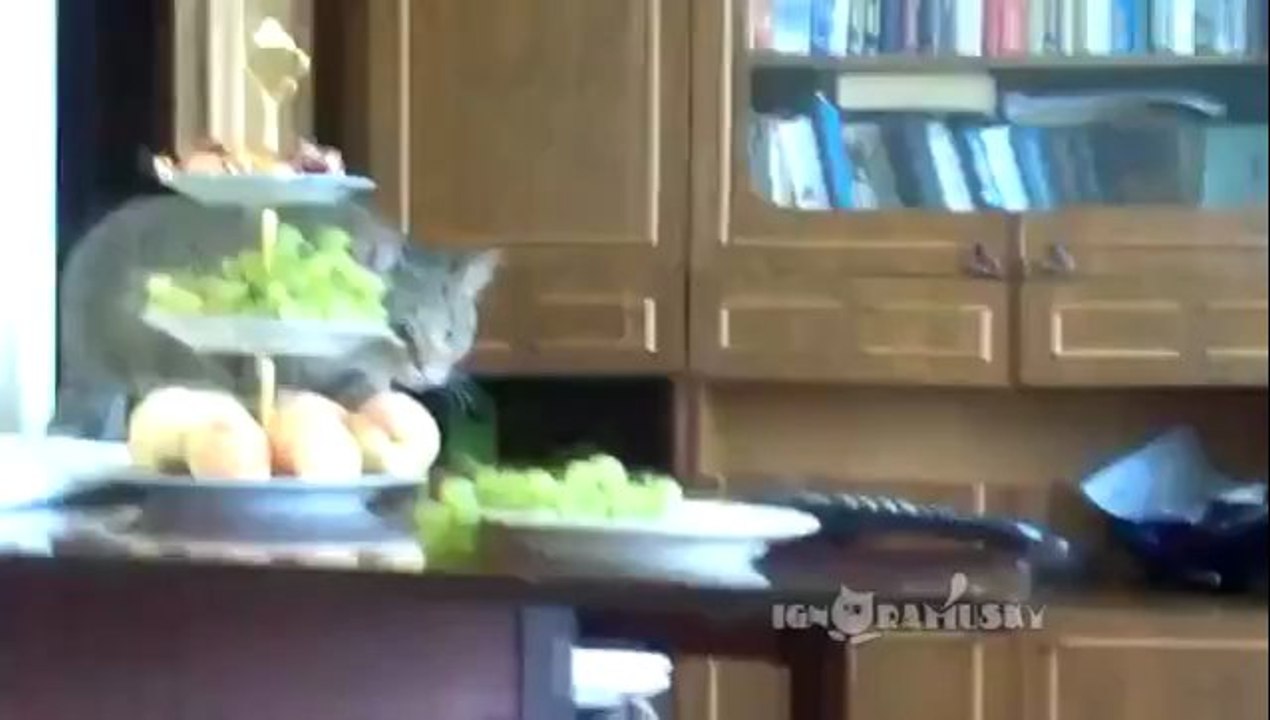 Der Grund warum Katzen im Internet so populär sind