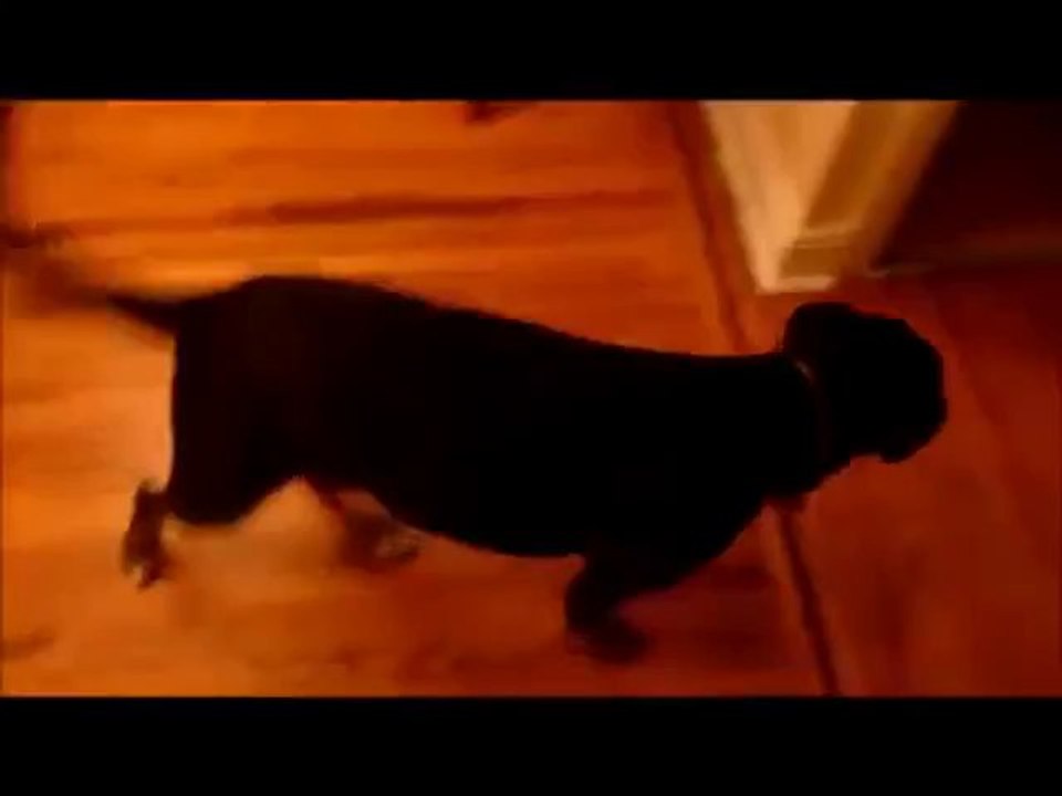 Der Hund weiß was zu tun ist wenn die Polizei kommt