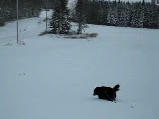 Chien qui court dans la neige