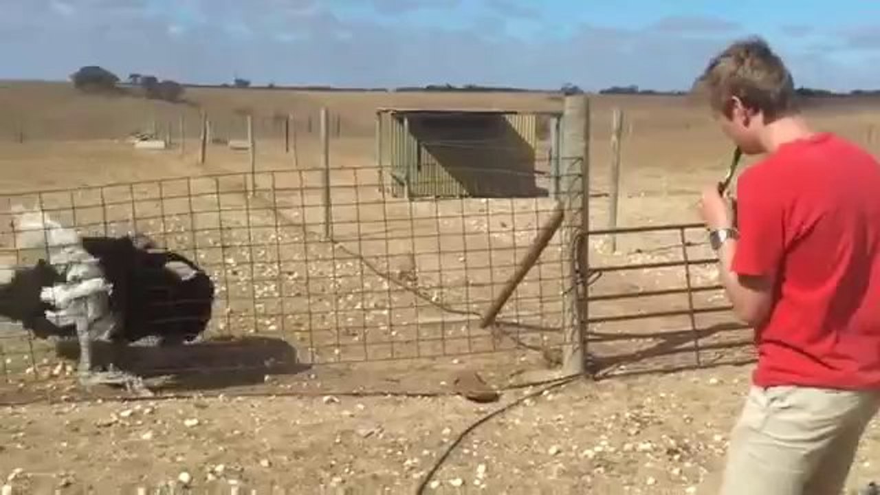 Der Straußen Flüsterer