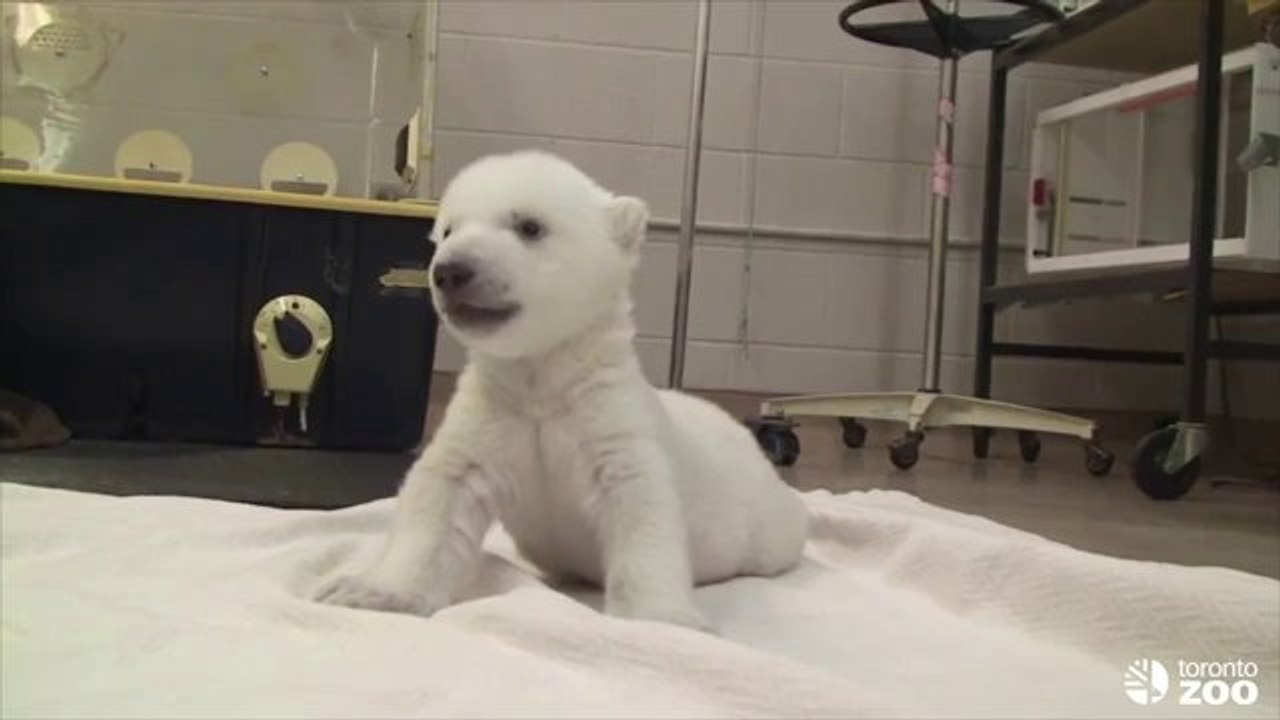 Die ersten Schritte eines Eisbär-Baby's