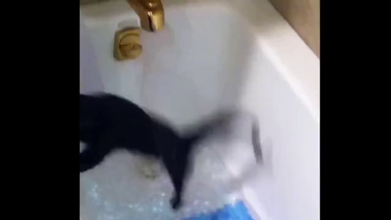 Die Katze beschließt ein Bad zu nehmen
