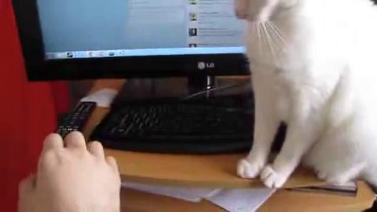 Die Katze will nicht dass du am Computer arbeitest