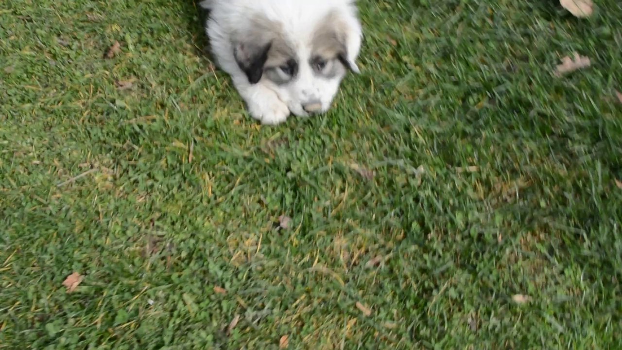 Chiots Montagne des Pyrénées