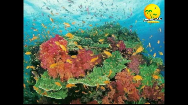 Anachide Magnifique macha'Allah