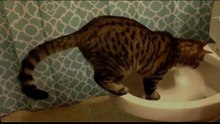 Самые смешные приколы с котами 2014.The most ridiculous jokes with cats 2014.