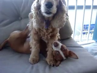 Dogs stop fighting when they hear this magic word