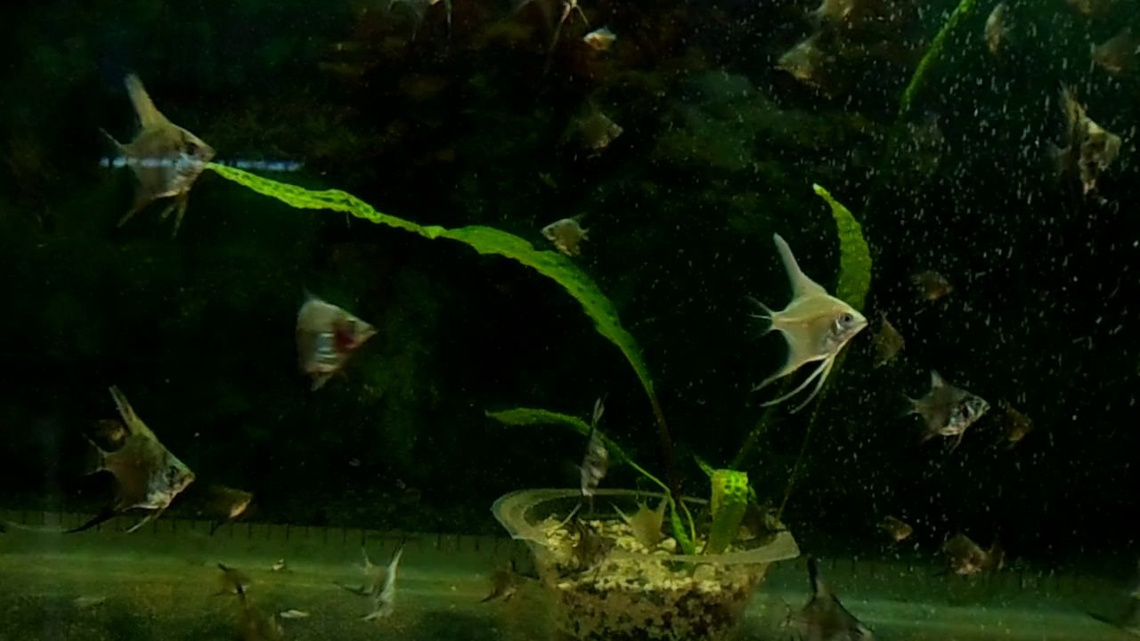 2014 baby angel fish