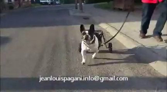 chariot pour bouledogue paralysé