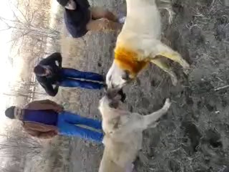 co oğlu yeşilhisarlı berez vs poyrazın karabaş part 1