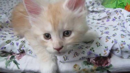 Kitten Falls Asleep After Getting Bullied