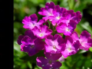 花達とミツバチ