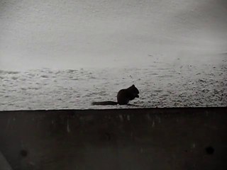 SQUIRREL TOTEM: BE PREPARED AND READY..DONT GO HUNGRY