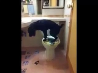 Il bravo cane di casa