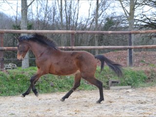 Carnak des Edènes fevrier 2014