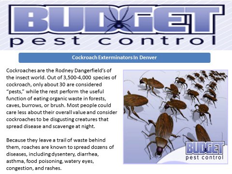 Budget Pest Control Centennial