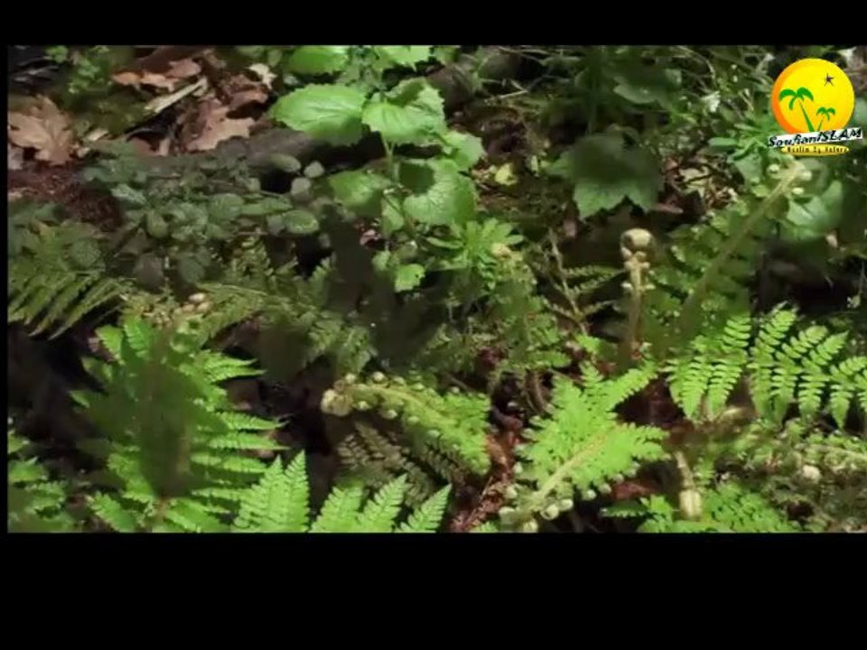 Nachide Très émouvant - ‫نشيد جميل جدا و مؤثر- بك أستجير