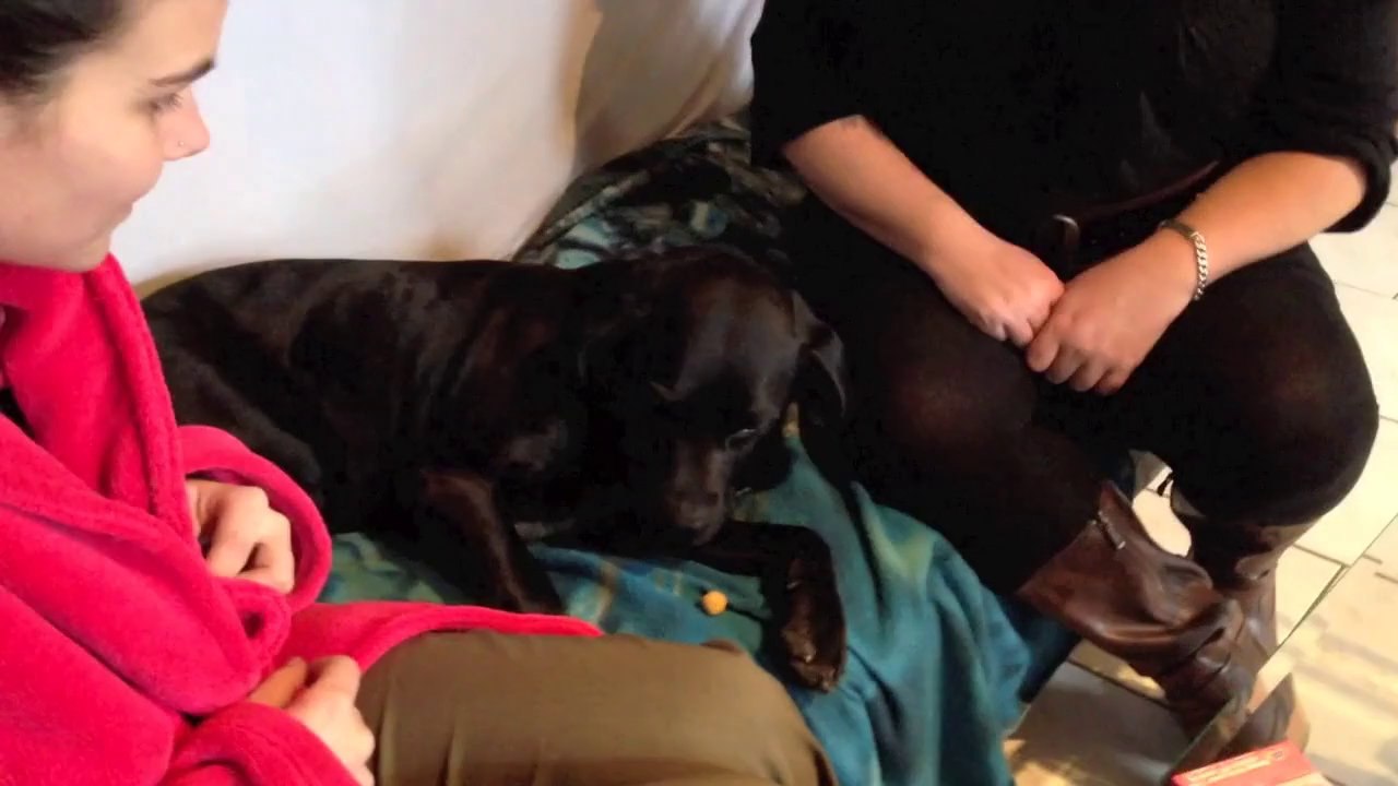 Mdr on dresse un chien Labrador Delirant "vu à la TV" par SIS 72