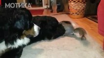 МОТИКА: Верверичка се обидува да си го скрие лешникот