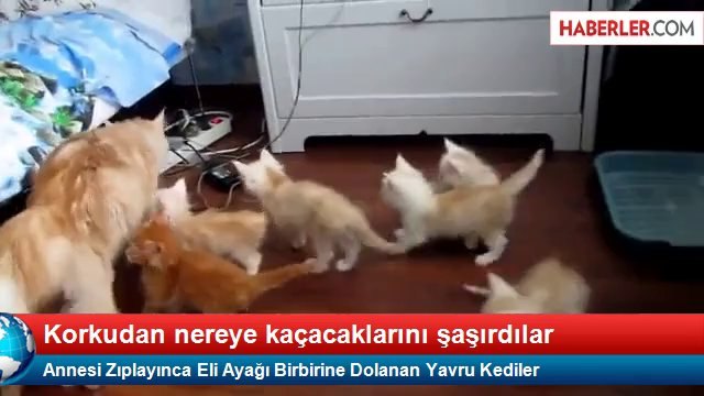 Anneleri Zıplayınca Yavru Kediler Nereye Kaçacağını Şaşırdı