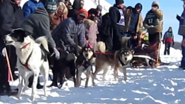 Dog Jumps Up And Down In Excitement To Start Sled Race