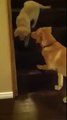 Papà cagnolino insegna al suo cucciolo come scendere le scale