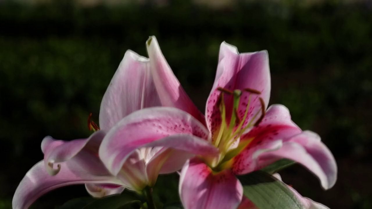 Château de Versailles  - Une promenade avec Le Nôtre