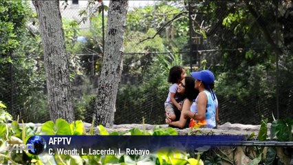 Filhotes de tigre são atração em Cali