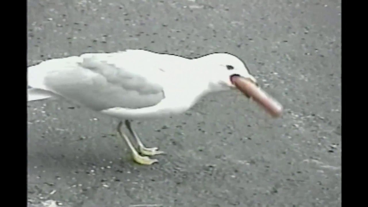 Une mouette avale une saucisse en un coup!