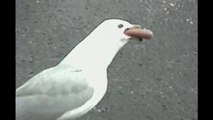 Seagull eating an entire Hot Dog!!