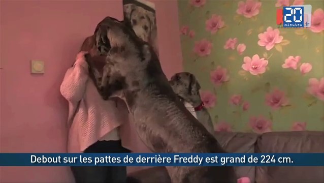 Un chien géant en Grande Bretagne