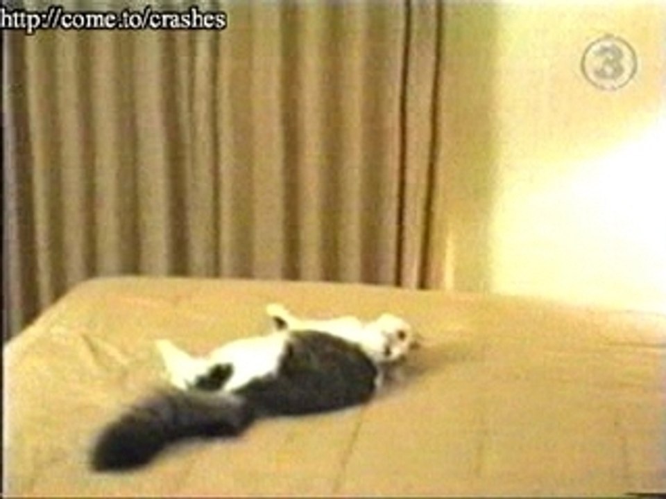 C con un chat !!!