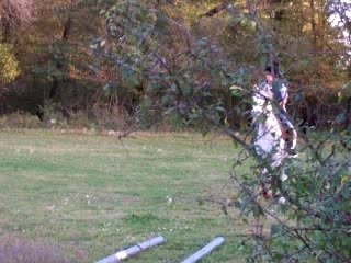 Bordure maraîchère + branches basses