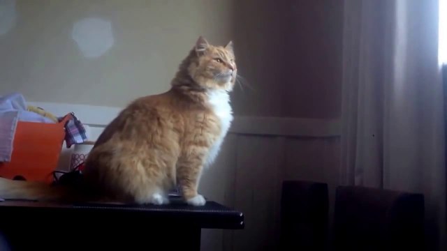 Un chat rate son saut... TELLEMENT DROLE!!