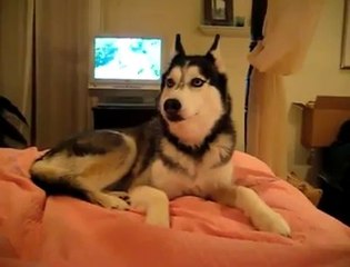 Incredibile. L'Husky che dice I Love You