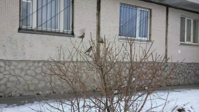 Samsung Galaxy Mega 6.3, тест камеры - птички