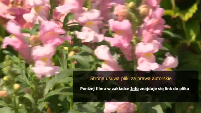 domowe sposoby na rybiki