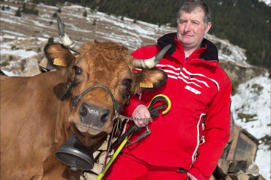 Présentation de la vache Bella, égérie du salon de l'agriculture 2014