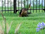 Ogni pomeriggio una lontra e un cagnolino si vedono per giocare