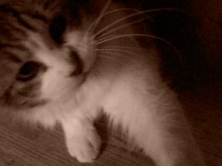 Yallah et Copain round one