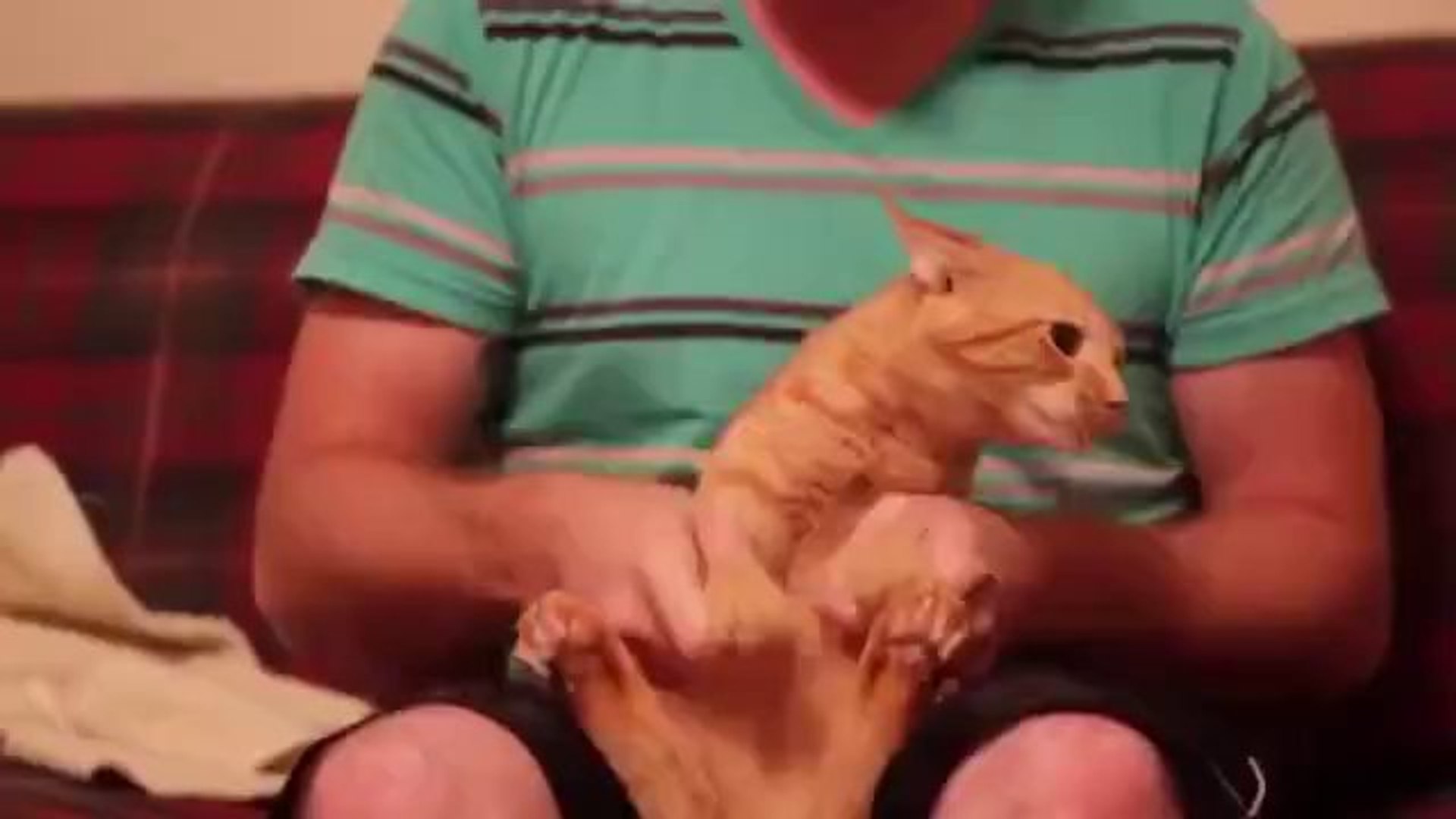 ⁣Die tanzende Dubstep Katze