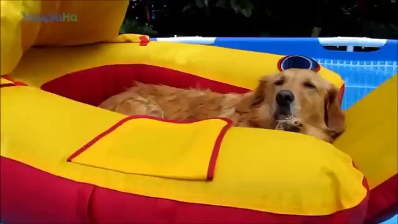 Diese Hunde lieben das kühle Nass