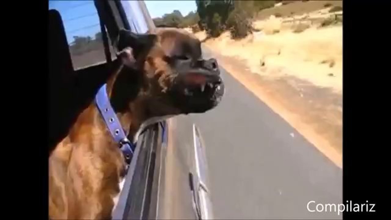 Diese Hunde lieben den Fahrtwind