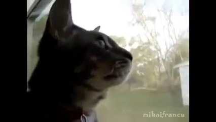 Diese Katze beherrscht den Morsecode